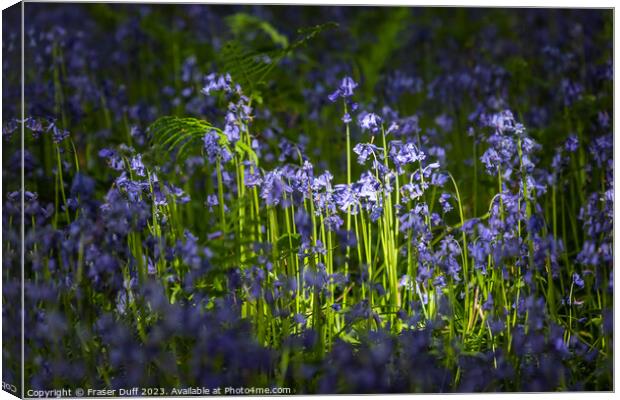 Illuminated Bluebells Canvas Print by Fraser Duff