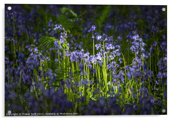 Illuminated Bluebells Acrylic by Fraser Duff