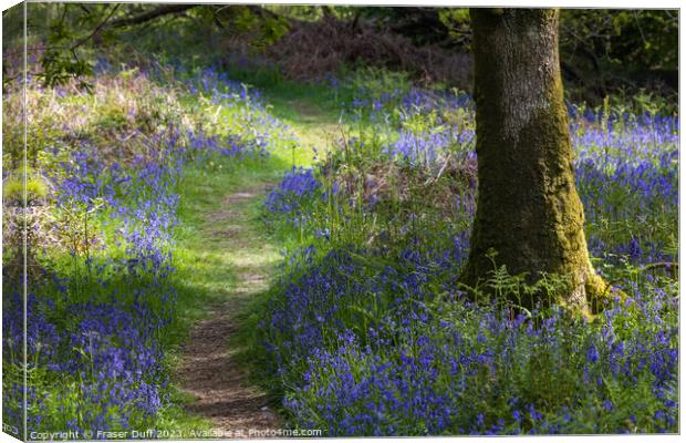 Path through the Bluebells Canvas Print by Fraser Duff