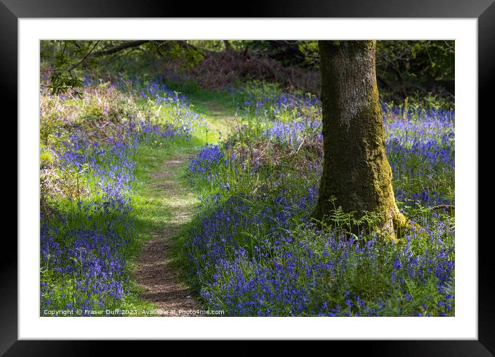 Path through the Bluebells Framed Mounted Print by Fraser Duff