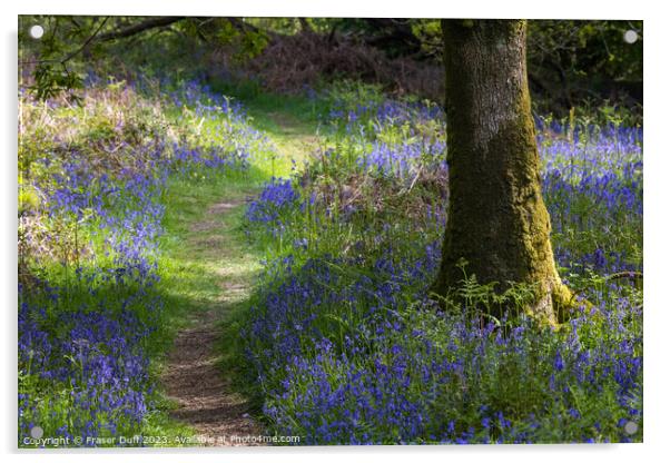 Path through the Bluebells Acrylic by Fraser Duff
