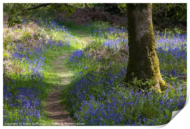 Path through the Bluebells Print by Fraser Duff