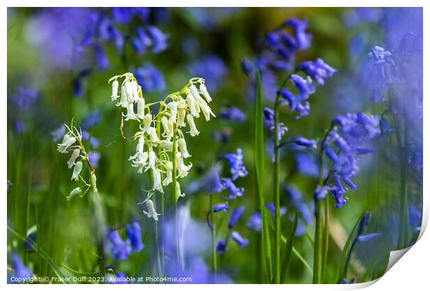 The White Bluebell Print by Fraser Duff