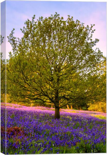 Bluebells: The beauty of Newton Woods Canvas Print by Tim Hill