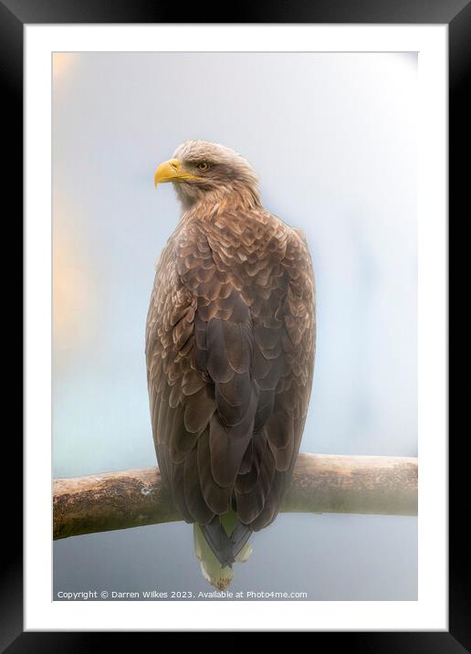 White Tailed Sea Eagle In The Fog  Framed Mounted Print by Darren Wilkes