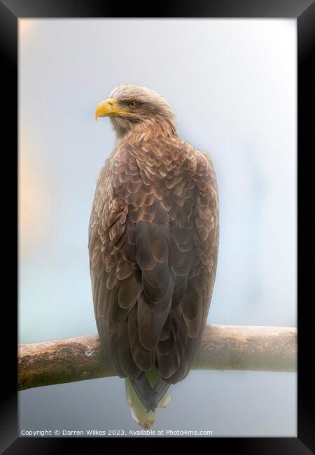 White Tailed Sea Eagle In The Fog  Framed Print by Darren Wilkes