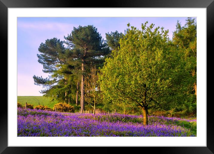 Bluebells around Newton Woods Framed Mounted Print by Tim Hill