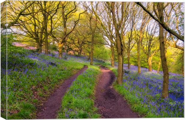 Bluebells in Newton Woods Canvas Print by Tim Hill