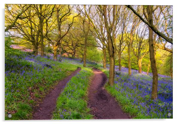 Bluebells in Newton Woods Acrylic by Tim Hill