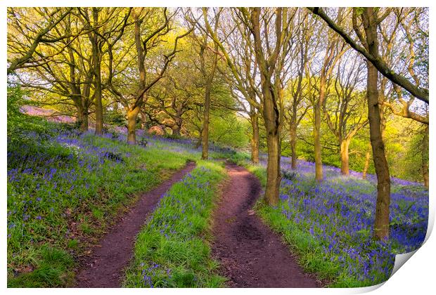Bluebells in Newton Woods Print by Tim Hill