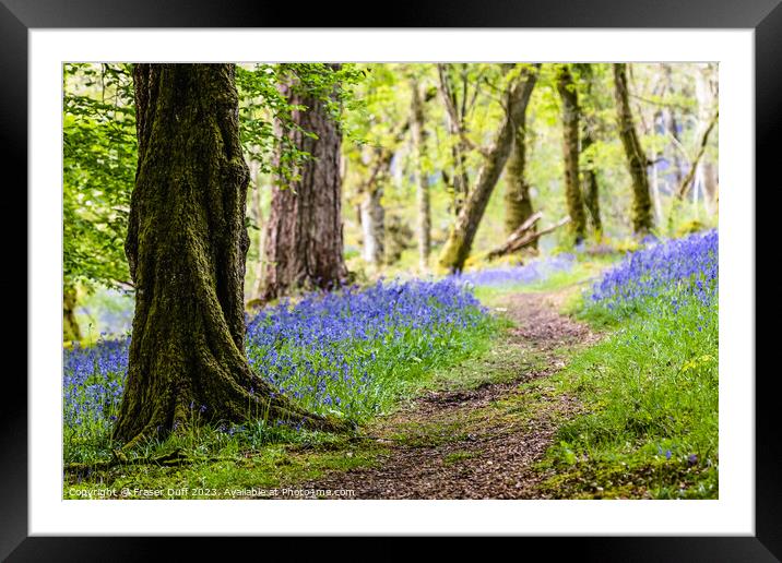 A Path through the Bluebells, Carstramon Woods Framed Mounted Print by Fraser Duff