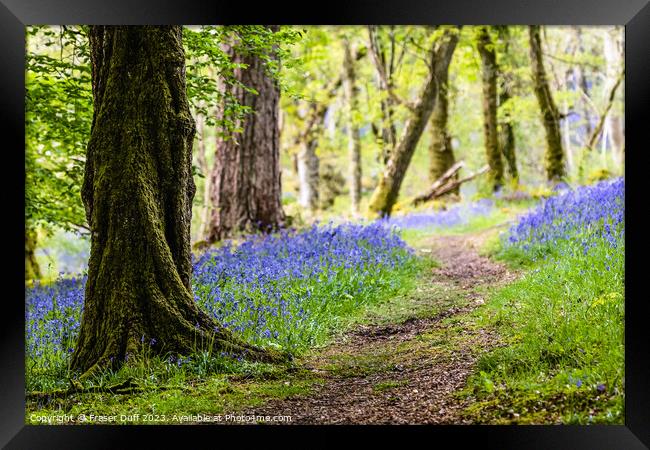 A Path through the Bluebells, Carstramon Woods Framed Print by Fraser Duff