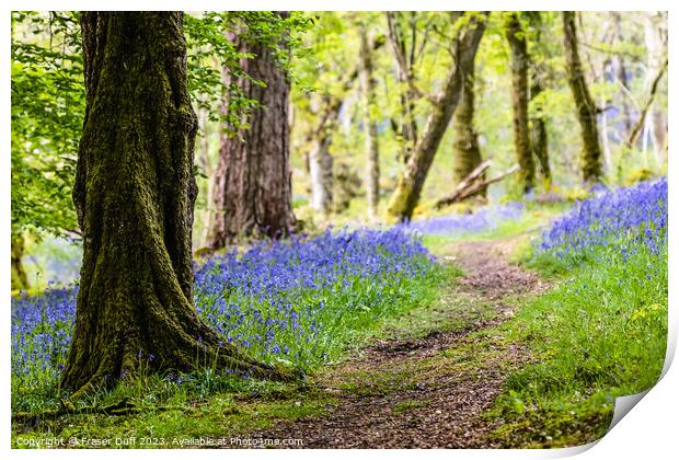 A Path through the Bluebells, Carstramon Woods Print by Fraser Duff
