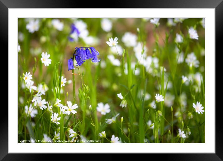 Bluebells and Stitchwort Framed Mounted Print by Fraser Duff