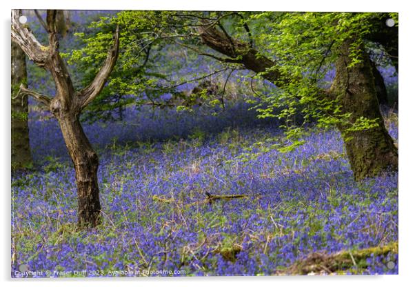 Carpet of Bluebells, Carstramon Woods Acrylic by Fraser Duff