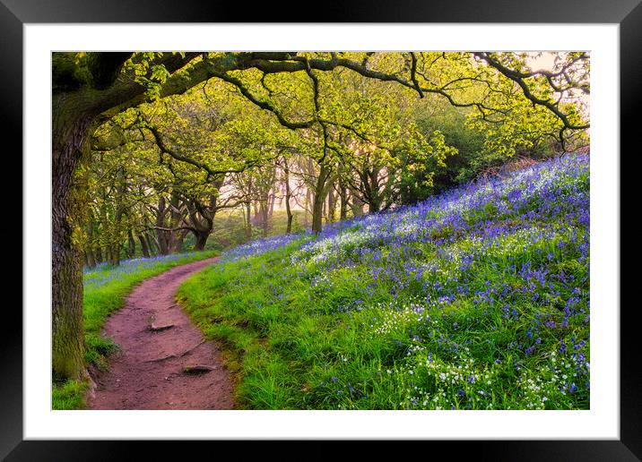 Bluebell Woods North Yorkshire Framed Mounted Print by Tim Hill