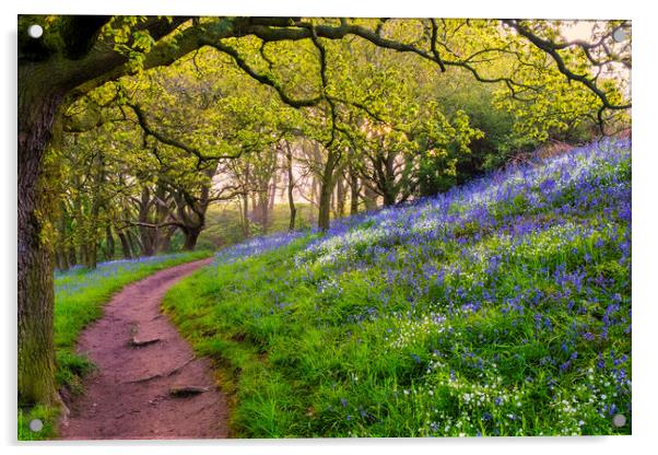Bluebell Woods North Yorkshire Acrylic by Tim Hill