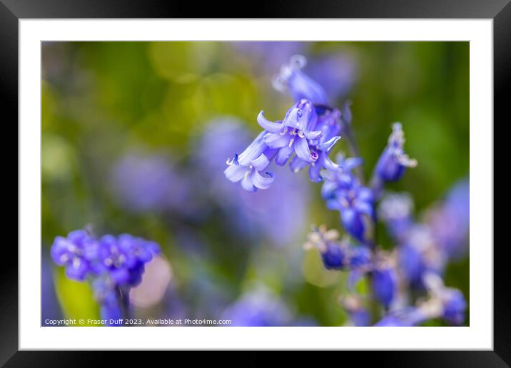 Bluebell Flower Close-up Framed Mounted Print by Fraser Duff