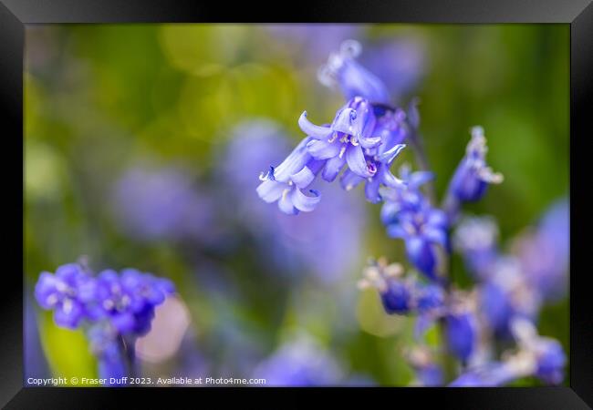 Bluebell Flower Close-up Framed Print by Fraser Duff