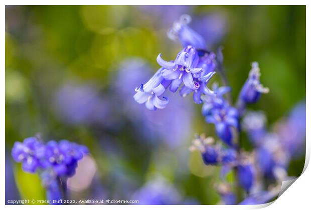 Bluebell Flower Close-up Print by Fraser Duff