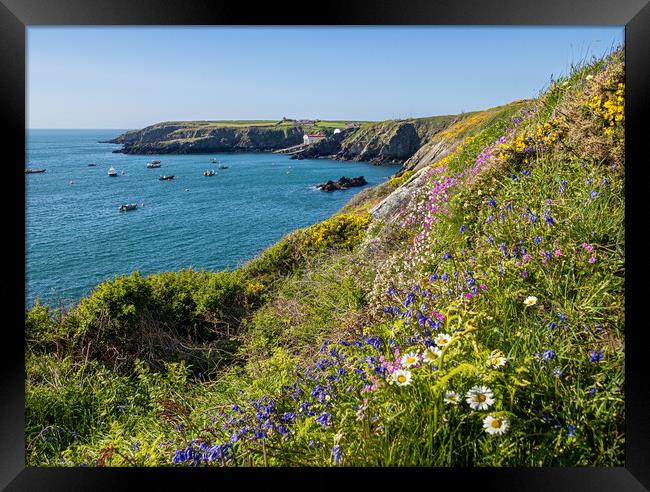 Flowers on the Cliffs of St Justinian's, Wales. Framed Print by Colin Allen