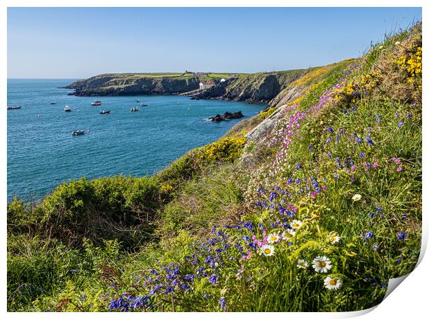 Flowers on the Cliffs of St Justinian's, Wales. Print by Colin Allen