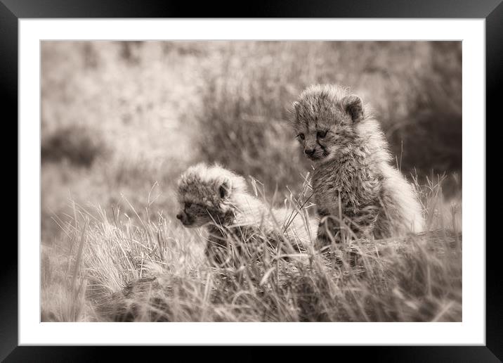 Cheetah Cubs Framed Mounted Print by Celtic Origins