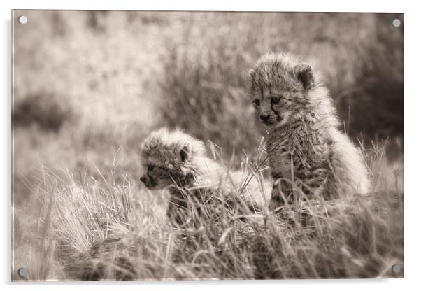 Cheetah Cubs Acrylic by Celtic Origins