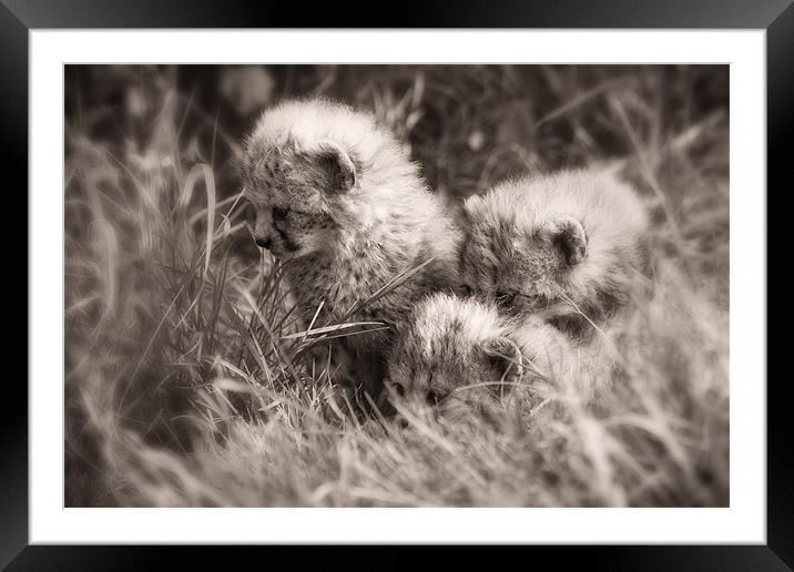 Cheetah Cubs on the Stalk Framed Mounted Print by Celtic Origins
