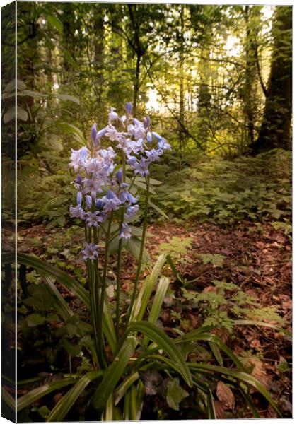 Bluebells Canvas Print by P H