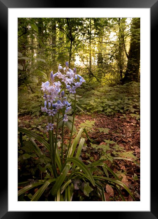 Bluebells Framed Mounted Print by P H