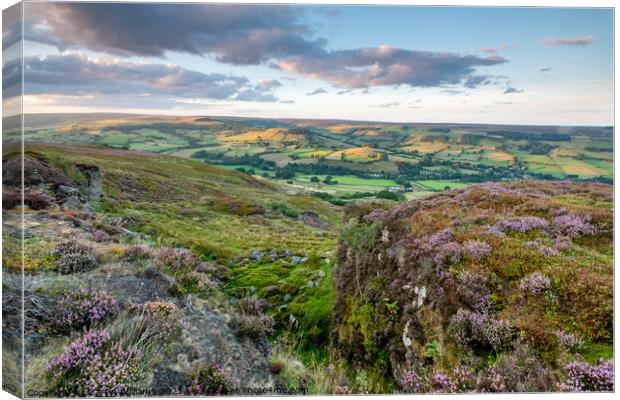 heather on the north york moors looking over Rosed Canvas Print by Martin Williams
