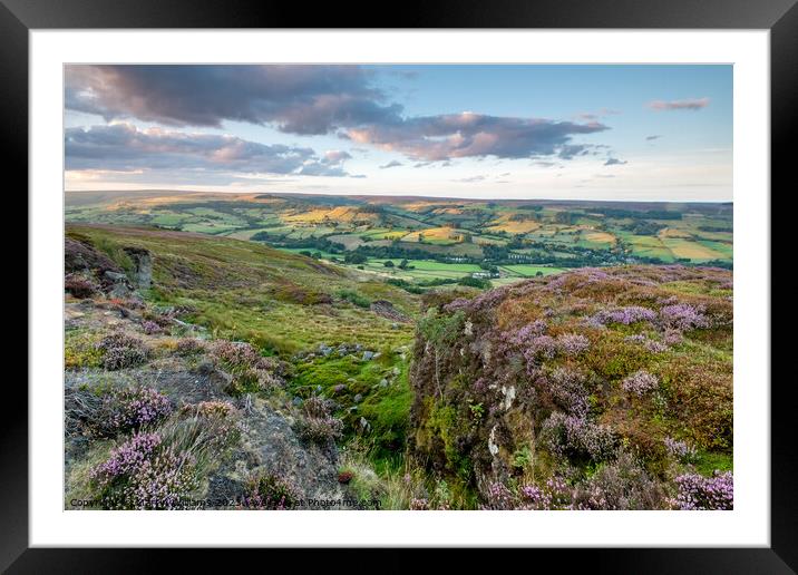 heather on the north york moors looking over Rosed Framed Mounted Print by Martin Williams