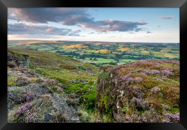 heather on the north york moors looking over Rosed Framed Print by Martin Williams