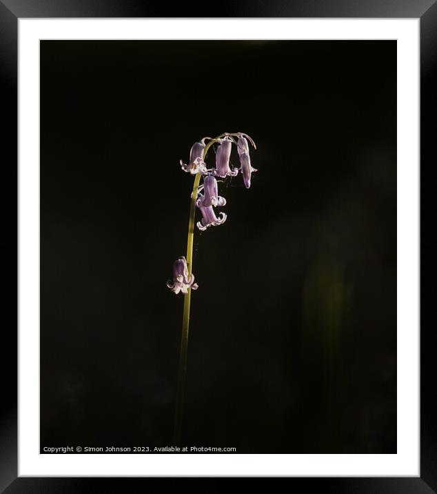 sunlit Bluebell Framed Mounted Print by Simon Johnson