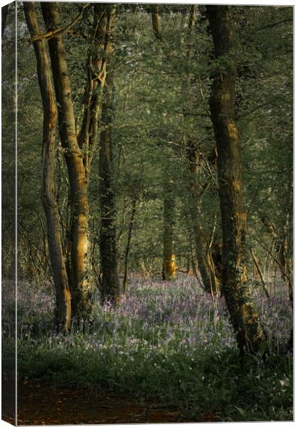 Bluebells at Breach Wood, Bath Canvas Print by Duncan Savidge