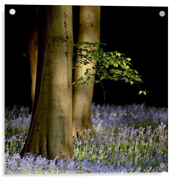 Sunlit Leaves and bluebells  Acrylic by Simon Johnson