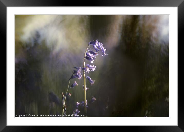 Sunlit bluebell  Framed Mounted Print by Simon Johnson