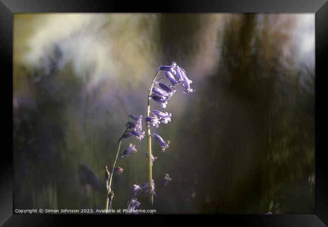 Sunlit bluebell  Framed Print by Simon Johnson