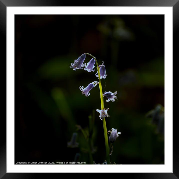 Sunlit Bluebell Framed Mounted Print by Simon Johnson