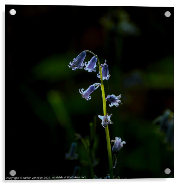 Sunlit Bluebell  Acrylic by Simon Johnson