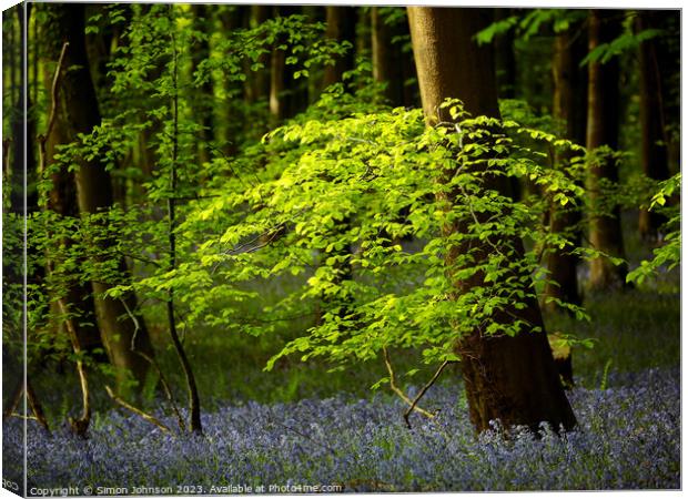 Sunlit leaved and bluebells Canvas Print by Simon Johnson