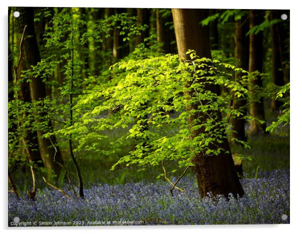 Sunlit leaved and bluebells Acrylic by Simon Johnson