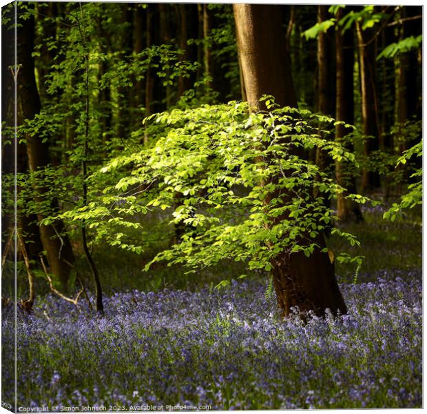 Sunlit leaves and bluebells  Canvas Print by Simon Johnson