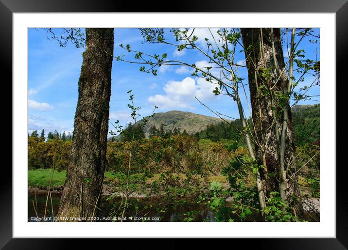 Benmore through the trees Framed Mounted Print by RJW Images