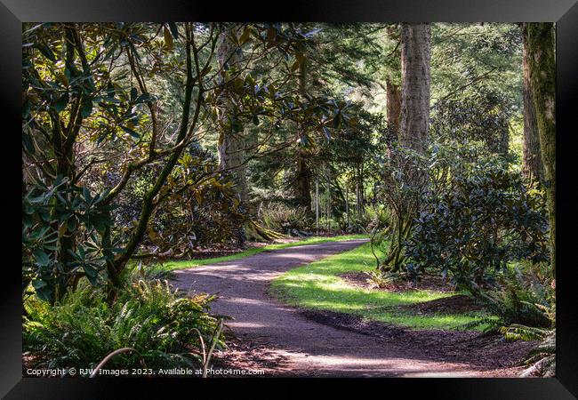 benmore botanical gardens Framed Print by RJW Images