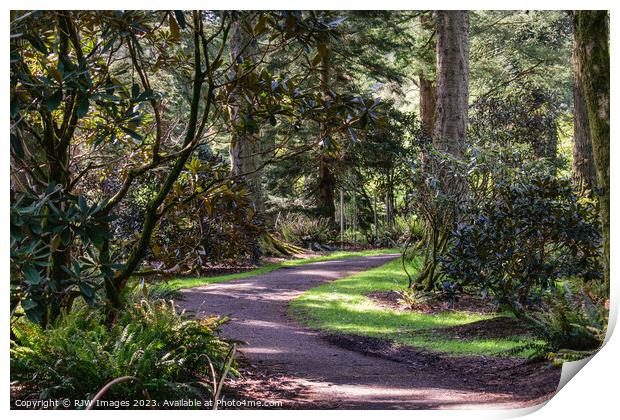 benmore botanical gardens Print by RJW Images
