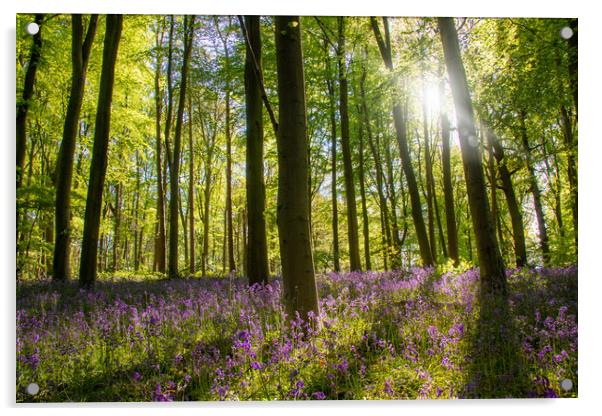 Bluebells In The Forest Acrylic by Apollo Aerial Photography