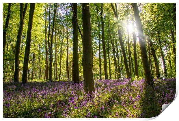 Bluebells In The Forest Print by Apollo Aerial Photography