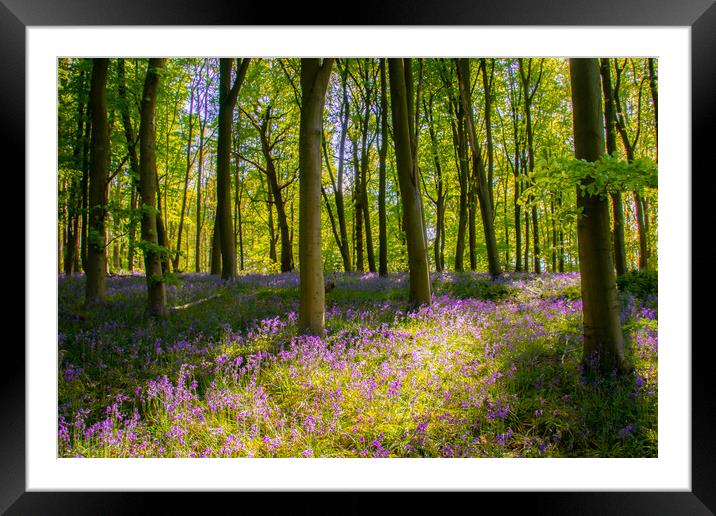 English Bluebell Wood Framed Mounted Print by Apollo Aerial Photography